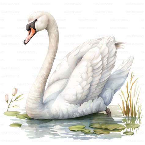 Swan With Pond Portrait Clipart , 10 High Quality Images PNG and Jpgs