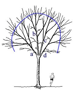 Structural Pruning Landscape Plants Edward F Gilman Uf Ifas