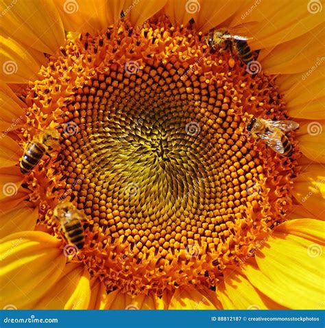 Close Up Macro Photography Yellow Sunflower Pollen With Bees Collecting