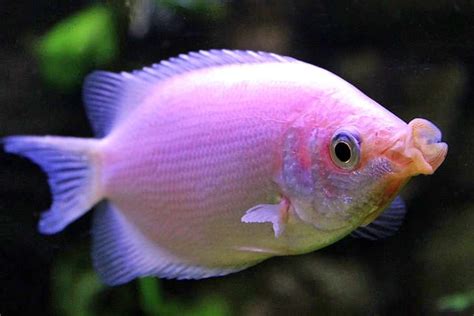 Are There Any Pink Fish 15 Beautiful Fish That Are Pink 2023