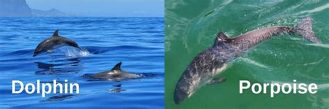 5 Key Differences Between A Dolphin And Porpoise Tony Florida