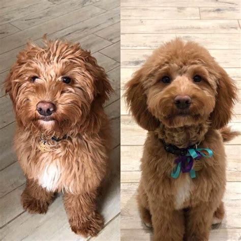 14 Best Cockapoo Haircuts With Pictures! (2024 Updated)