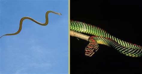 Flying snakes? Here’s how they can glide through the air