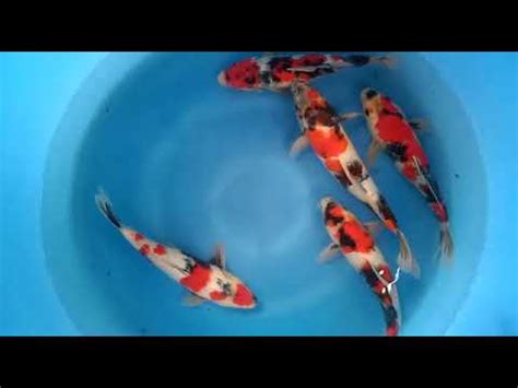 Harga Ikan Koi Cm Agro Koi Farm Kediri Jual Ikan Koi Berkualitas