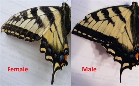 Sexing Tiger Swallowtail Butterflies Papilio Canadensis Caterpillar Eyespots