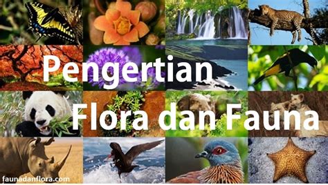 Pengertian Dan Penyebaran Flora Dan Fauna Di Indonesia Beserta ...