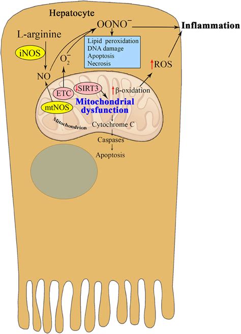 Frontiers Nitric Oxide And Mitochondria In Metabolic Syndrome