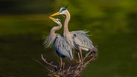 🔥 [50+] Blue Heron Wallpapers | WallpaperSafari