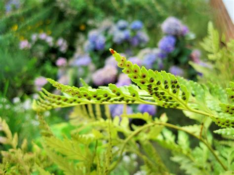 Fern Leaf With Spores Free Stock Photo - Public Domain Pictures