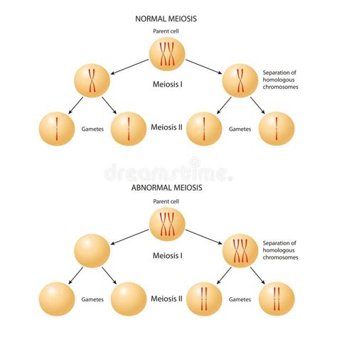 Abnormal Chromosome Inheritance Nondisjunction Normal And Abnormal