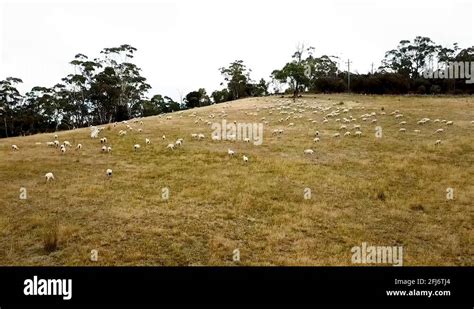 Sheep farming australia Stock Videos & Footage - HD and 4K Video Clips - Alamy