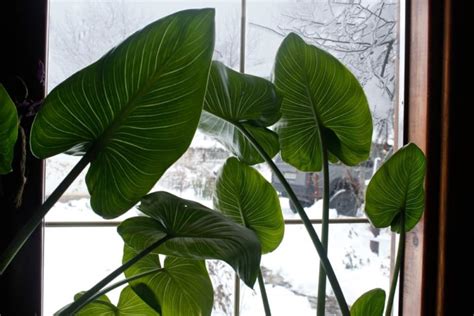 Arum Lily These Plants Will Thrive Growing In Moist Soil But Often