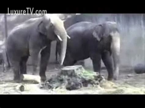Elephant And Women Fucking Sexy Sex Pictures Pass