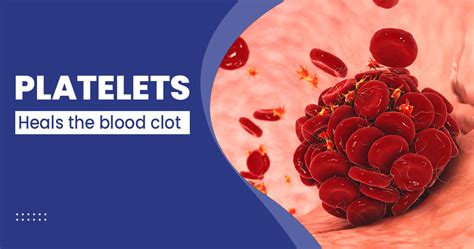 What Are Platelets? - FAQs 