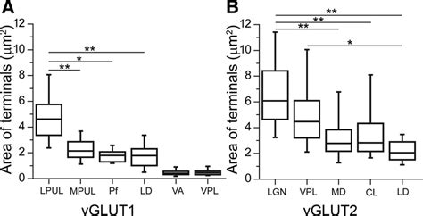 Nucleus Specific Variability In The Size Of Vglut2 And Vglut1 Positive