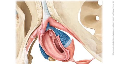 Female Body Anatomy Plantecuador