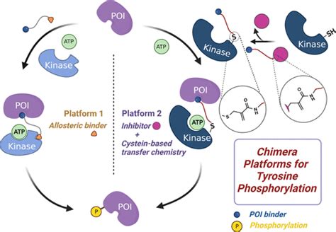 Tyrosine Phosphorylation Mechanism