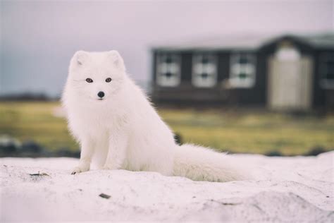 Free Stock Photo Of White Arctic Fox Sitting On Snowy Ground Near