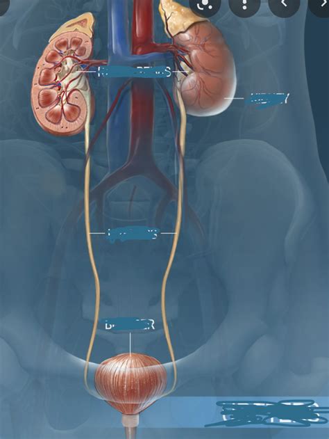 Urinary System Labeling Diagram Quizlet