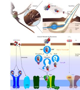 Mosquito Chemosensory Biology The Zwiebel Lab Vanderbilt University