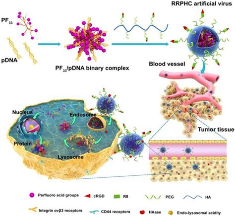 Multifunctional Nucleus Targeting Nanoparticles With Ultra High Gene Transfection Efficiency For