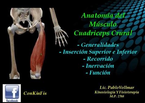 Anatomía del Cuadriceps