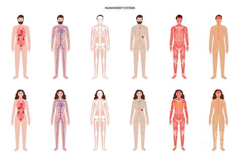 Human Body Systems Photograph By Pikovit Science Photo Library Fine