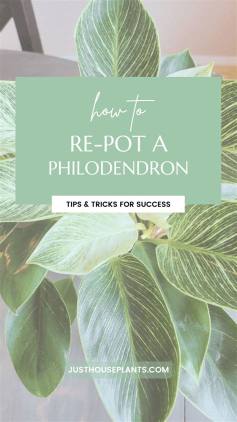 Repotting Philodendron Step By Step Guide With Pictures