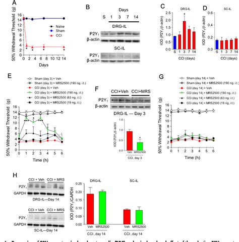 Predominant Role Of Spinal P2Y1 Receptors In The Development Of