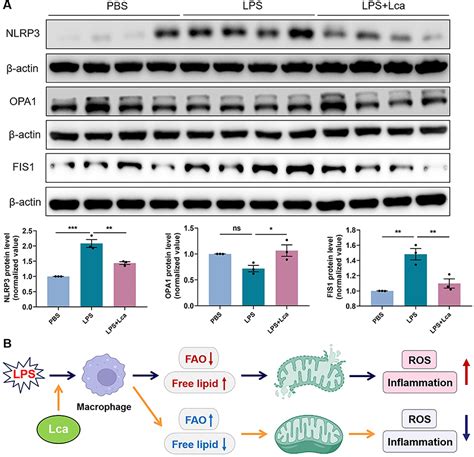 SciELO Brasil L Carnitine Reduces Acute Lung Injury Via Mitochondria