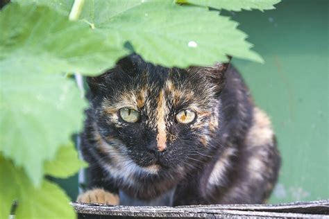 Black and Brown Cat in Close Up Shot · Free Stock Photo