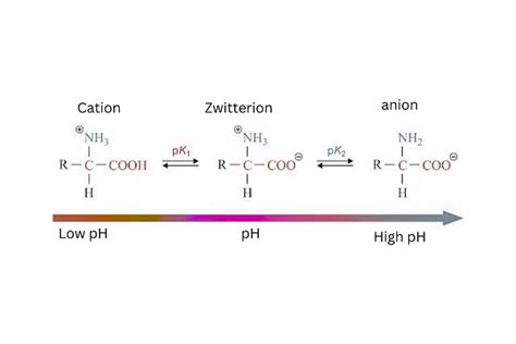 Zwitterion: Definition, Structure and Applications 