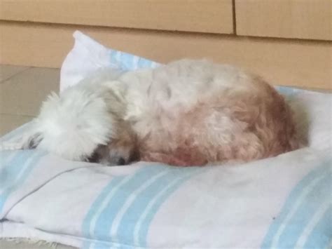 My 11 year old dog sleeping in my room : r/Blessed_Images
