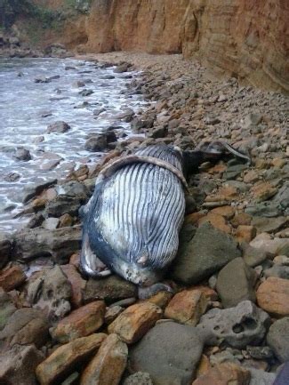 Hallan Ballena Muerta En La Playa De Guzmancito Autoridades De Medio