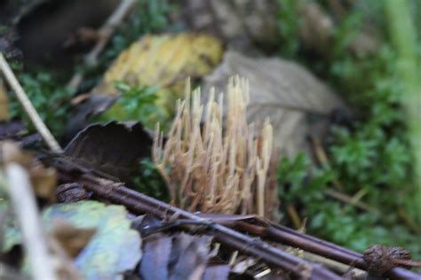 Upright Coral Fungus From Island County Wa Usa On October At