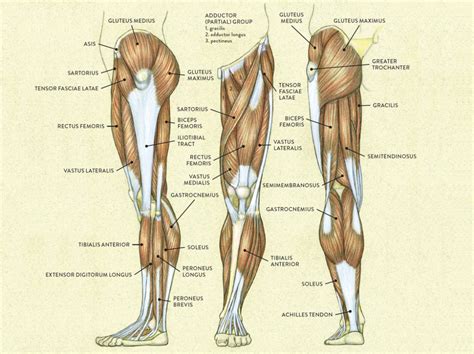 Muscles of the Leg and Foot - Classic Human Anatomy in Motion: The ...