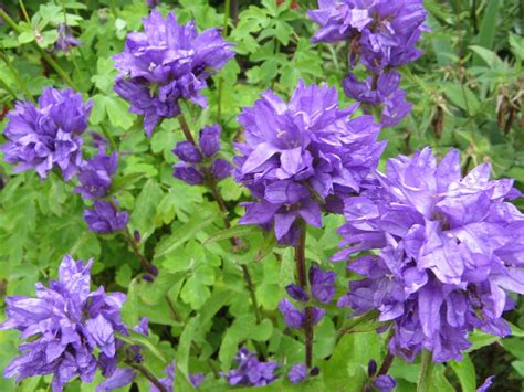 Колокольчик скученный синий (Campanula Glomerata)