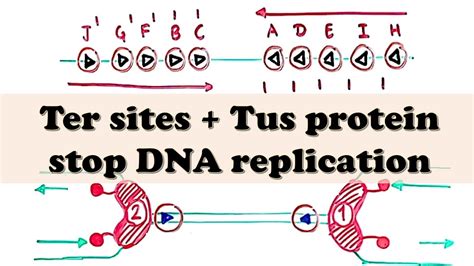 Dna Replication Prokaryote Termination Ter Sites And Tus Protein