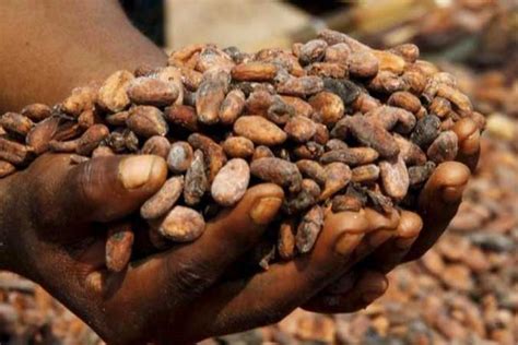 Chocolate Makers Trace More Cocoa Beans To Ensure Ethical Sourcing