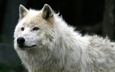 Белый волк - скачать обои для рабочего стола, картинки, фото, 1920x1200.