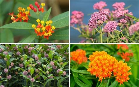 8 Different Types of Milkweed (Photos) - Garden Lovers Club