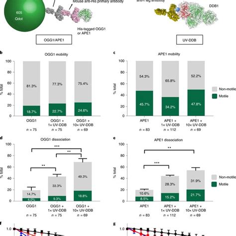 Single Molecule Analysis Reveals That Uv Ddb Stimulates Ogg And Ape