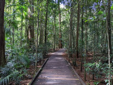 Mary Cairncross Scenic Reserve Rainforest Walk And Discovery Centre