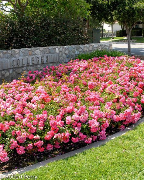 Floral Carpet Rose Waterwise Garden Planner