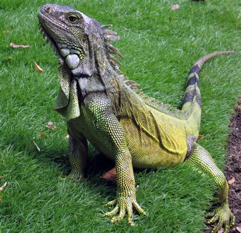 Iguana Guia Alimentar Completo Animais De Estima O Iguana Estima O