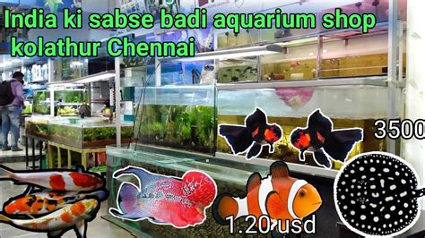 kolathur Chennai aquarium fish market - YouTube