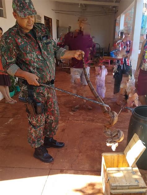 Pol Cia Militar Ambiental De Campo Grande Captura Jiboia De Dois Metros