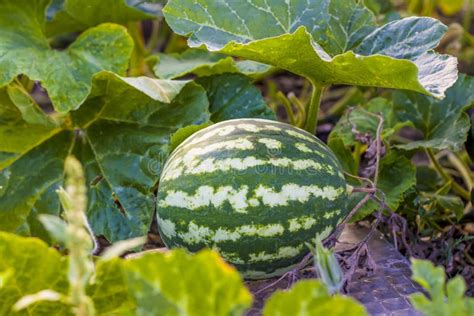 Watermelon in the Garden. Harvest. Autumn Harvest Season Stock Photo ...