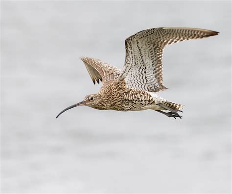 Stephen Burch S Birding Dragonfly Website Curlew