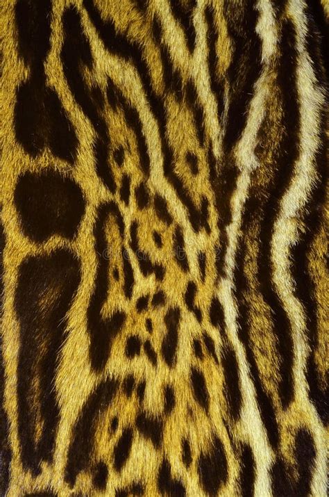 jaguar fur background texture pattern stock photo image  closeup